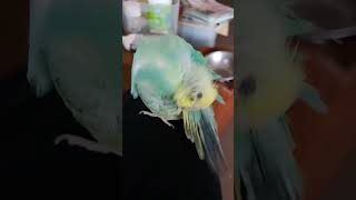 羽繕い2　#セキセイインコ #ペット #インコ #かわいい #動物 #癒し #鳥 #budgerigar #bird