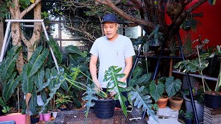 แนะนำ philodendron bob cee บ็อบซี ข้างบ้านฉัน ep-99