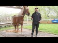 gallopnyc horsepower coaching program