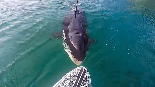 海でシャチに遭遇した男性。食われるかと思った矢先、思いもよらないことが起こった【感動】