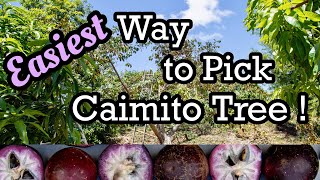 The EASIEST Way to Pick a Caimito (Star Apple) Tree!