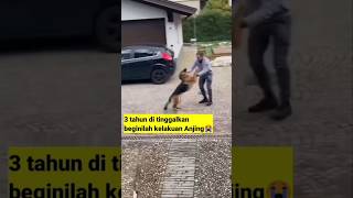 Tiga tahun di tinggalkan beginilah reaksi seekor anjing#shorts