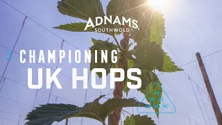 Championing UK Hops