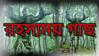 A MYSTERIOUS TREE... একটি রহস্যময় গাছ।।।#shorts #youtubeshorts #shortsfeed #youtube