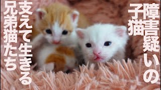 脳障害疑いの保護子猫、兄弟猫に支えられて生き抜く The challenged kitten and his brother kittens