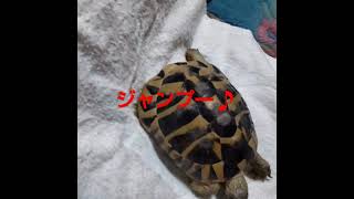 ニータン🐢ジャンプー😃#リクガメ #東ヘルマンリクガメ