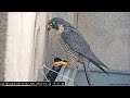 Cal Falcons: New guy makes Annie work for starling lunch (viewer discretion). 2023 Jan 26