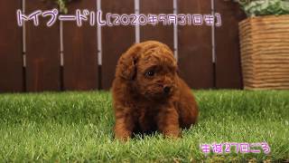 滋賀県｜トイプードル子犬｜2020.5.31生（生後27日目）｜レッド｜男の子｜ペットショップHUG