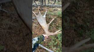 That’s a first #hunting #moose #deer #elk #shedhunting #antlers #shorts