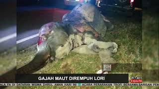 Gajah Maut Dirempuh Lori