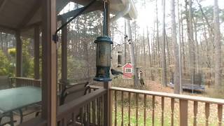 Birds at our feeder in VR180