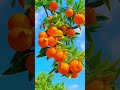 What sweet red orange flowers are on the tree #viralvideo #fruitcutting #shortsvideo #shorts