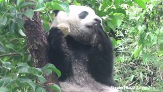 2014/11/14 圓仔在樹梢上吃窩窩頭 Giant Panda Yuan Zai eats the steamed bun upon the treetop