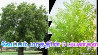 #வேப்பம் மரத்தின் 5 பயன்கள்#5 uses of neem Tree🌳🌳#