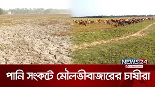 মৌলভীবাজারের হাওর ও নিম্নাঞ্চলে পানির সংকটে ব্যাহত হচ্ছে সেচ কাজ | Moulvibazar | News24