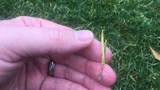 Grass blades are turning yellow? Here is how to treat it.