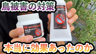 【トマト】鳥被害がなくなった！その対策と結果