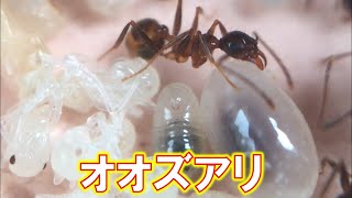 オオズアリ飼育9か月目に突入（後編）