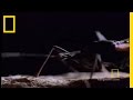 Assassin Bug | National Geographic