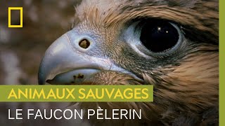 Le faucon pèlerin, animal le plus rapide du monde