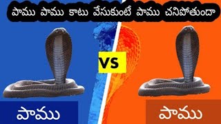 పాము పాము కాటు వేసుకుంటే ఆ పాము చనిపోతుందా snake snake mysteries  in India telugu shannmukh jaswanth