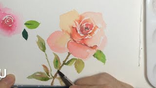 【水彩画】水彩月季花教程