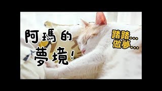 【黃阿瑪的後宮生活】阿瑪的夢境⋯⋯