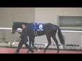 ダンビュライト、朝日杯フューチュリティsのパドック。阪神競馬場、2016年。現地映像