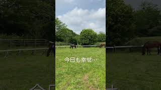 今日も幸せ【乗馬・馬術】I am happy today too.【HorseCommunicationJapan】