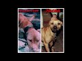 the making of the redboy jocko dogs. dogtalk apbthistory gamedog redboy jocko