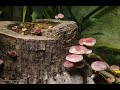 mushroom growing gymnopilus luteofolius time lapse 12