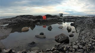 海边大坑困住几条鲨鱼，还没抽干抓到更多猛货，这还是“毒窝坑”