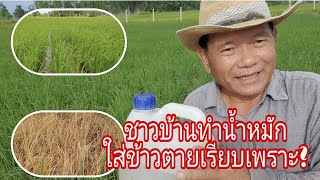 ชาวบ้านทำน้ำหมักใส่นาข้าวตายเรียบเพราะ?