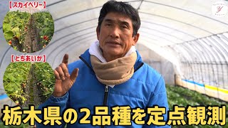 【いちご栽培】栃木県の2品種を定点観測現在の「とちあいか」「スカイベリー」の生育状況は！