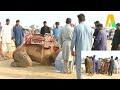 camel weightlifting 2021 camel weight lifting full program h.d camel akhara akash tv