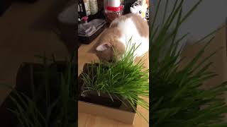 【再投稿】初めての猫草を食す猫 #shorts #猫 #cat #ねこのいる生活 #猫草