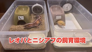 レオパとニシアフは同じ飼育環境でも飼える？うちの飼育環境を紹介します！