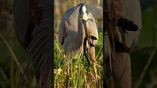 Great blue heron grabs a slippery, succulent, siren from the swamps and swallows it whole.