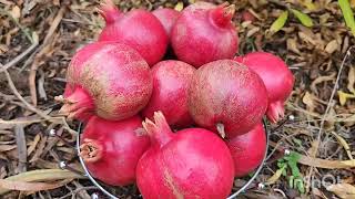 Harvesting Pomegranate at my backyard 🇦🇺 wow!