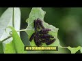 中国最脏的5种食物！第一名却是 “小孩最爱”，比砒霜更毒100倍