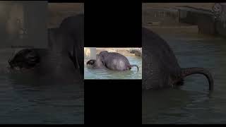 Elefante x Hipopótamo cagando na água #animals #animais #animal #poop