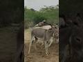 #donkeys #animals #ytshots #pets #youtubeshorts