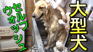 【ゴールデンレトリバー】大型犬　初めてのセルフウォッシュ体験！！無事に洗えたかな。。