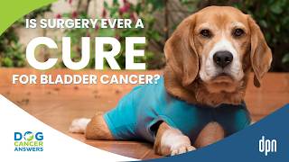 Can Surgery Cure Bladder Cancer in Dogs? | Brooke Britton, DVM, DACVIM (Oncology)