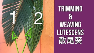 FT-08 Trimming and Weaving of Lutescens如何修剪及編織散尾葵