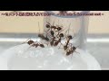 【アリ飼育】 81　セメントの巣　女王蟻のコロニーを入れる　cement nest　put a colony of queen ants