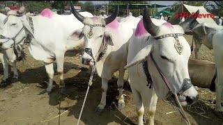 वडोद बाजार येथील माळवा बैल पूर्ण चालू बाजार भाव  market prices at Vadodar Bazar