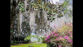 一入仙境,   不可方物------南卡查尔斯顿木兰(Magnolia)种植园和花园游记  03/27/2022 第47期