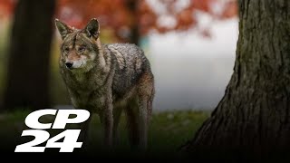 Third coyote killed in Burlington