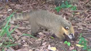 QUATI-DE-CAUDA-ANELADA (NASUA NASUA), COATI, SOUTH AMERICAN COATI, Quati-da-América-do-Sul.